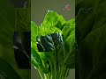 Spinach: Maximum Energy for the Body