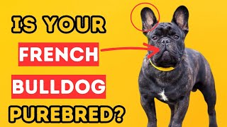 5 EASY Ways to Identify a PURE French Bulldog