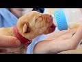 Bottle Feeding Labrador Puppies!