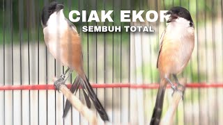 Causes and solutions for the long-tailed shrike
