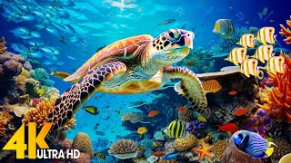 Ocean 4K - Beautiful Coral Reef Fish in Aquarium,  Sea Animals for Relaxation(4K Video Ultra HD) #6