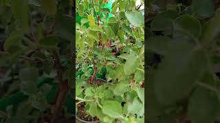 tulsi plant care tips#plants #greenery #flowers #balconyview #balconydesignideas