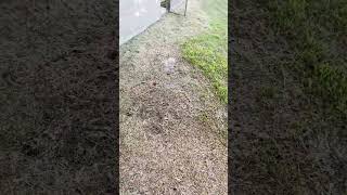 Irrigation Leak Documentation Near Utility Infrastructure – Shalimar, Tempe AZ