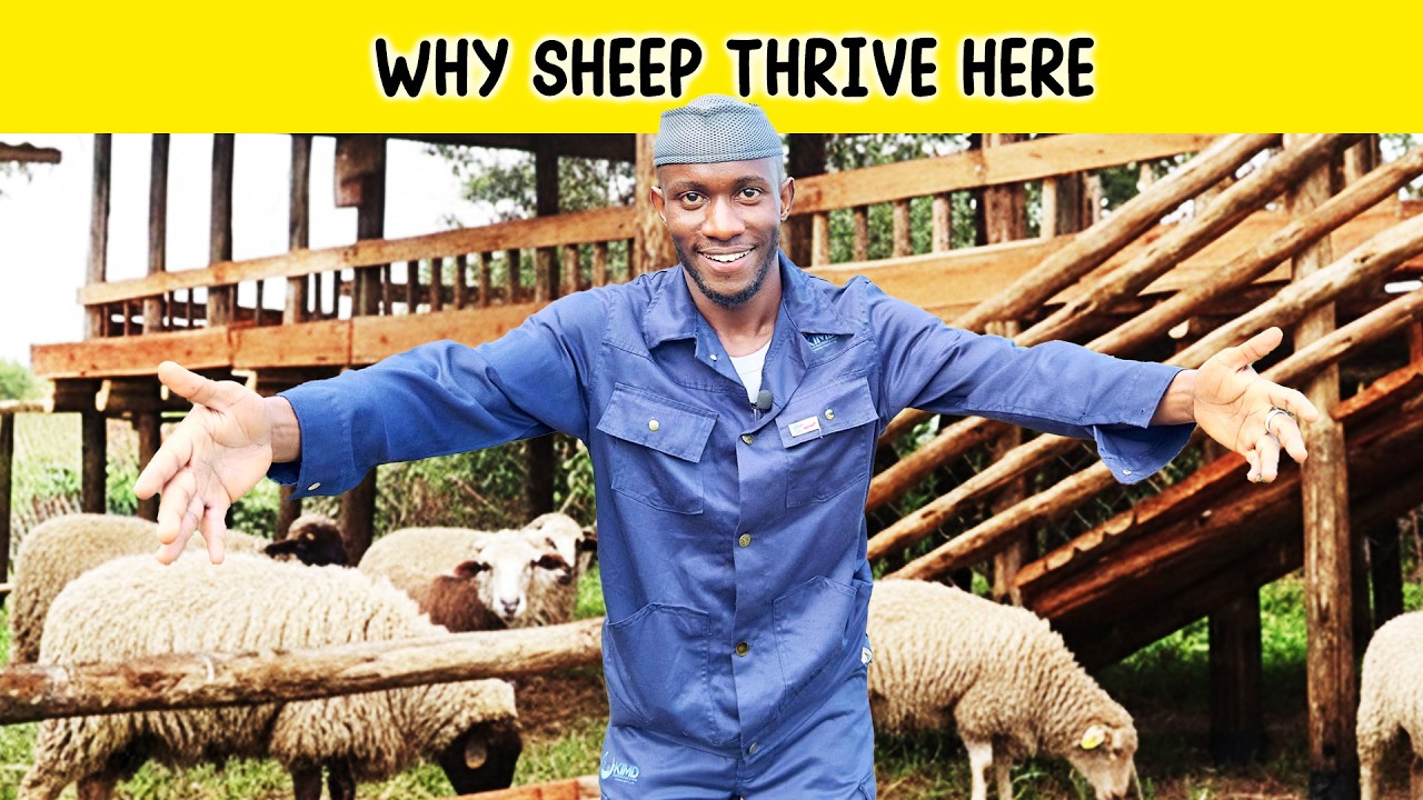 How to Set-up a Standard Sheep Structure | 2026