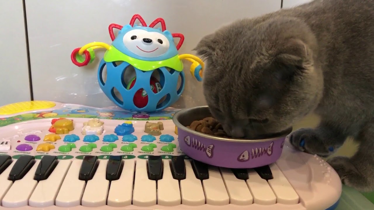 ASMR cat eating, 10 minutes with kittens, no talk, animal, pet 