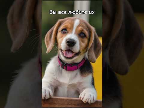 Подпишитесь если вам жалко и собак и кошек #рекомендации #топ #собаки #кошки #бездомный
