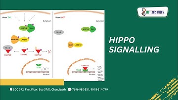 HIPPO SIGNALLING #csirnet2022