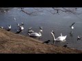 Swans  geese