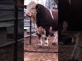 Big Simental Bull 🥩🐄😱 #bullfarm #bigbull #shorts #simmental #simental #fyp #cattlefarm #cattle #bull