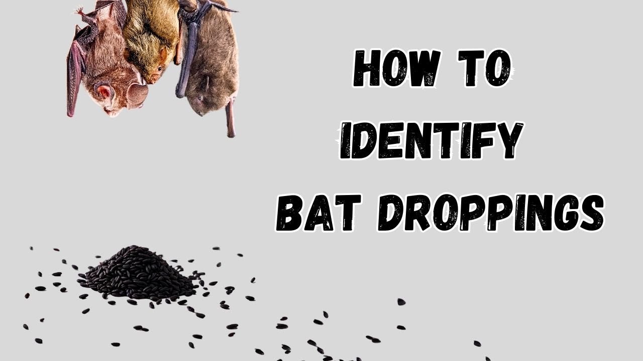 Do I Have Bats in My Attic? [Signs and Critical Next Steps] - DecorDash ...