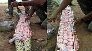 Nigerian villagers kill one of the  world's largest Giant Snake !!