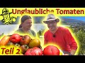 Gartenrundgang beim Tomaten-Profi Teil 2: Wir testen die besten Sorten aus dem Tomatengarten