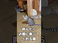 呼ぶと来る猫