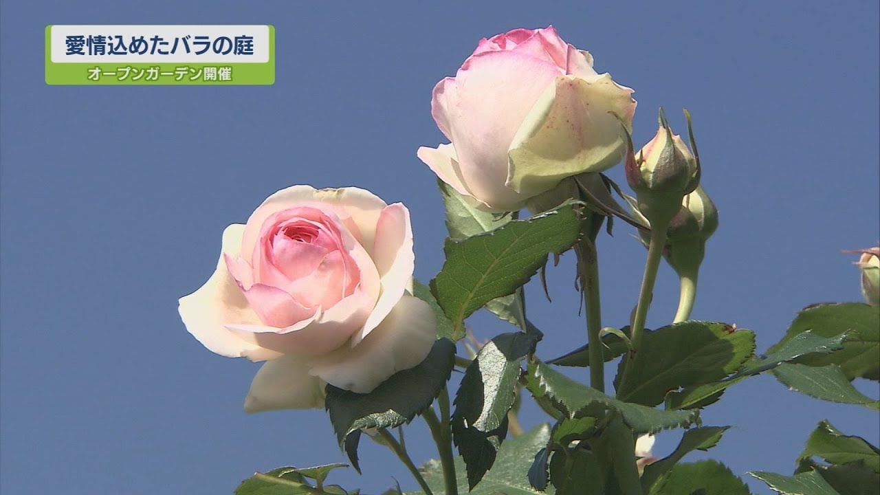 ステップ 愛情込めたバラの庭 オープンガーデン開催 テレビトクシマ Youtube