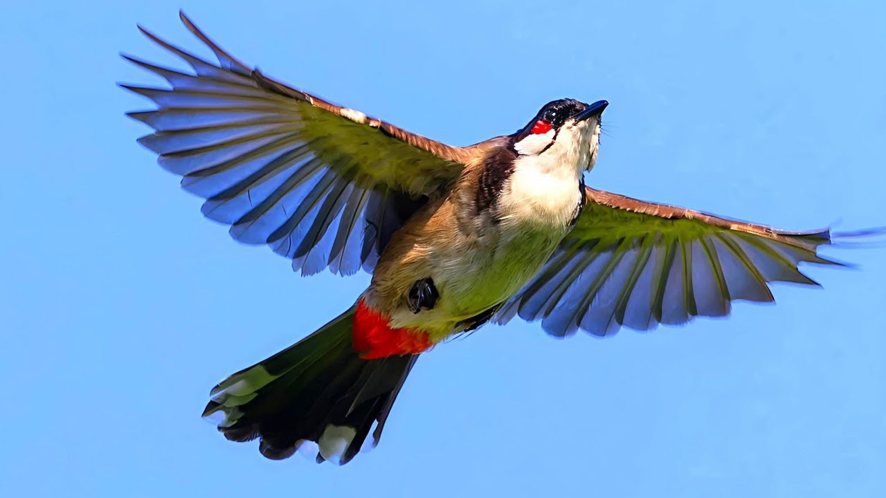 Bẫy chim chào mào bổi ngày mùng 4 tháng 11 năm 2025