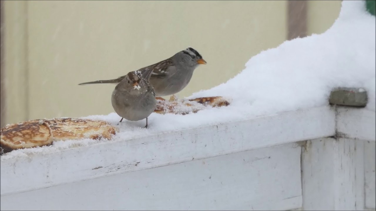 birds eating pancakes 2 YouTube