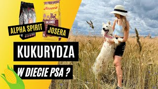 JOSERA i ALPHA SPIRIT  recenzja karm dla psów | Jak kukurydza wpływa na zachowanie psa?