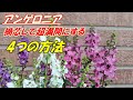 【花】アンゲロニアの育て方・摘芯