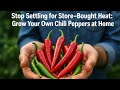 Why Buying Chili Peppers Is Silly When You Can Grow a Rainbow of Heat