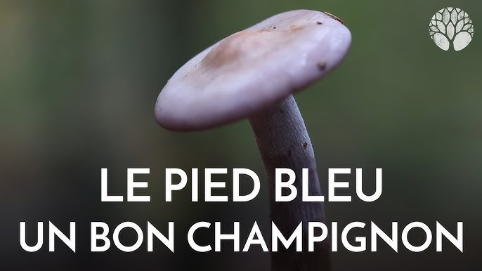 Le guide des champignons comestibles - Documentaire 