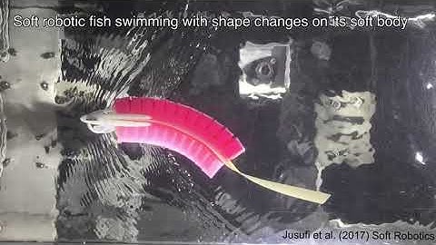 Modeling and Control of Soft Robotic Fish