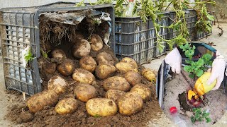 What A Surprise When Growing Potatoes In A Plastic Container, The Tubers Are Big And A Lot