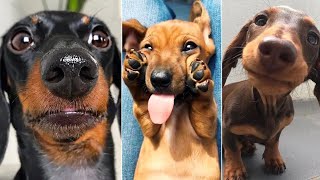 Funny Dogs Video Compilation, ultimate Dachshund Dogs Videos 2024 | Funny pet videos