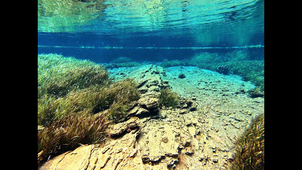 River Fwa DR Congo endemic Cichlids, principal outlet of the spring. Valisneria