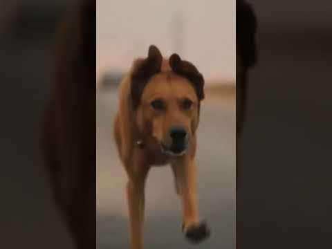 وفااإء الكلب عشق اكسبلور كوميديات حالات واتس  تحشيش كرة القدم قطط هتضحك كوميديا