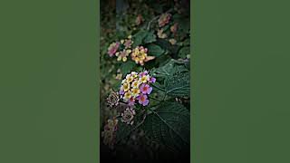 Kacha supari o Sarota chahi na /// काचा सुपारी ओ सरोता चाही न