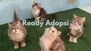 anak kucing persia ready adop saat ini. ada yang sudah vaksin by Oco Nugroho 856 views 10 months ago 5 minutes, 36 seconds