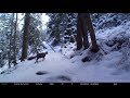 Chamois sur la neige et arrivée des loups