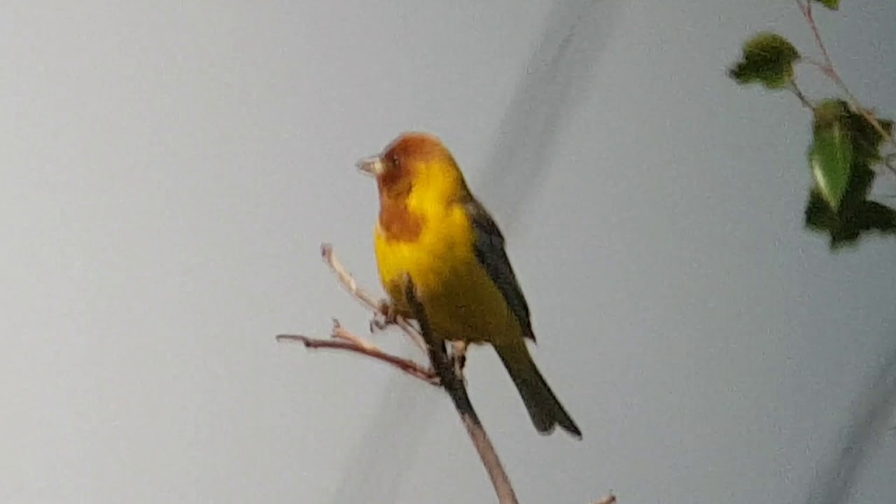Red-headed Bunting (Emberiza bruniceps), Salo, Finland 21-06-2019, 3rd