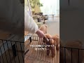フラダンスでご飯を待つトイプードル #toypoodle