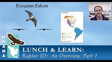HMANA Lunch & Learn Series, Raptor ID Part 1