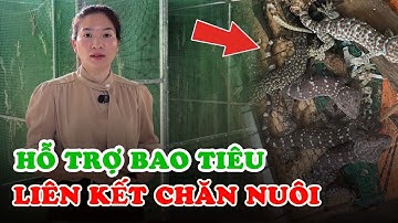 Sốc! Nhiều hộ nuôi tắc kè càng nuôi càng hao hụt – Đây là lý do Bà Con Phải Biết Trước Khi Đầu Tư!