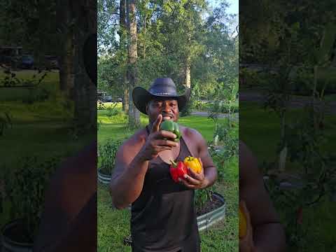 Red, Yellow, Green bell peppers harvest #benefits #garden #gardening #growyourownfood