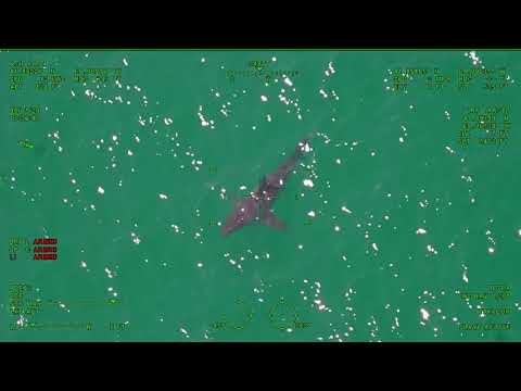 Wellfleet White Shark Sighting