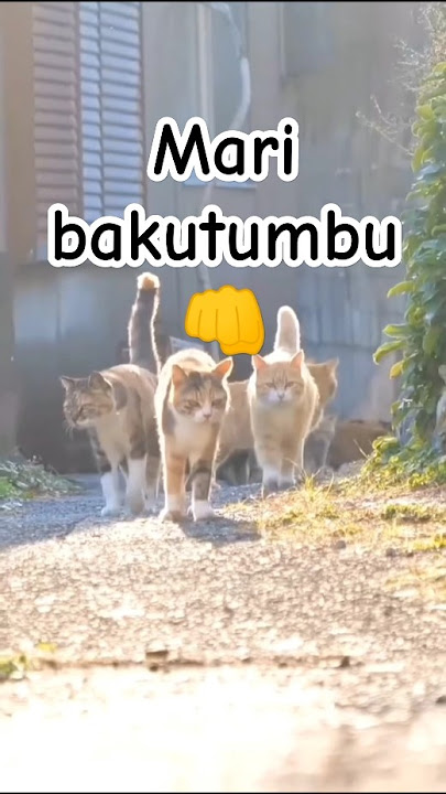 bakutumbu #shorts  #kucing #raptimur #cat