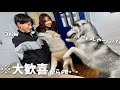 【予想外】大好きな甥っ子と後から来たパパへの反応が違いすぎるハスキー犬がこちらです・・・笑 【シベリアンハスキー】
