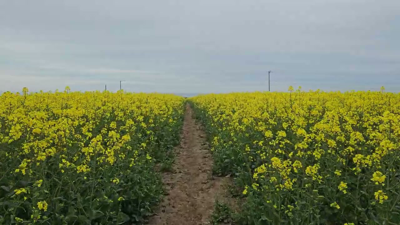 Rapeseed field Dorset. Weymouth. Langton Herring. 4K Video