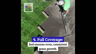 AAS Sod Vs Seed All American Sod!