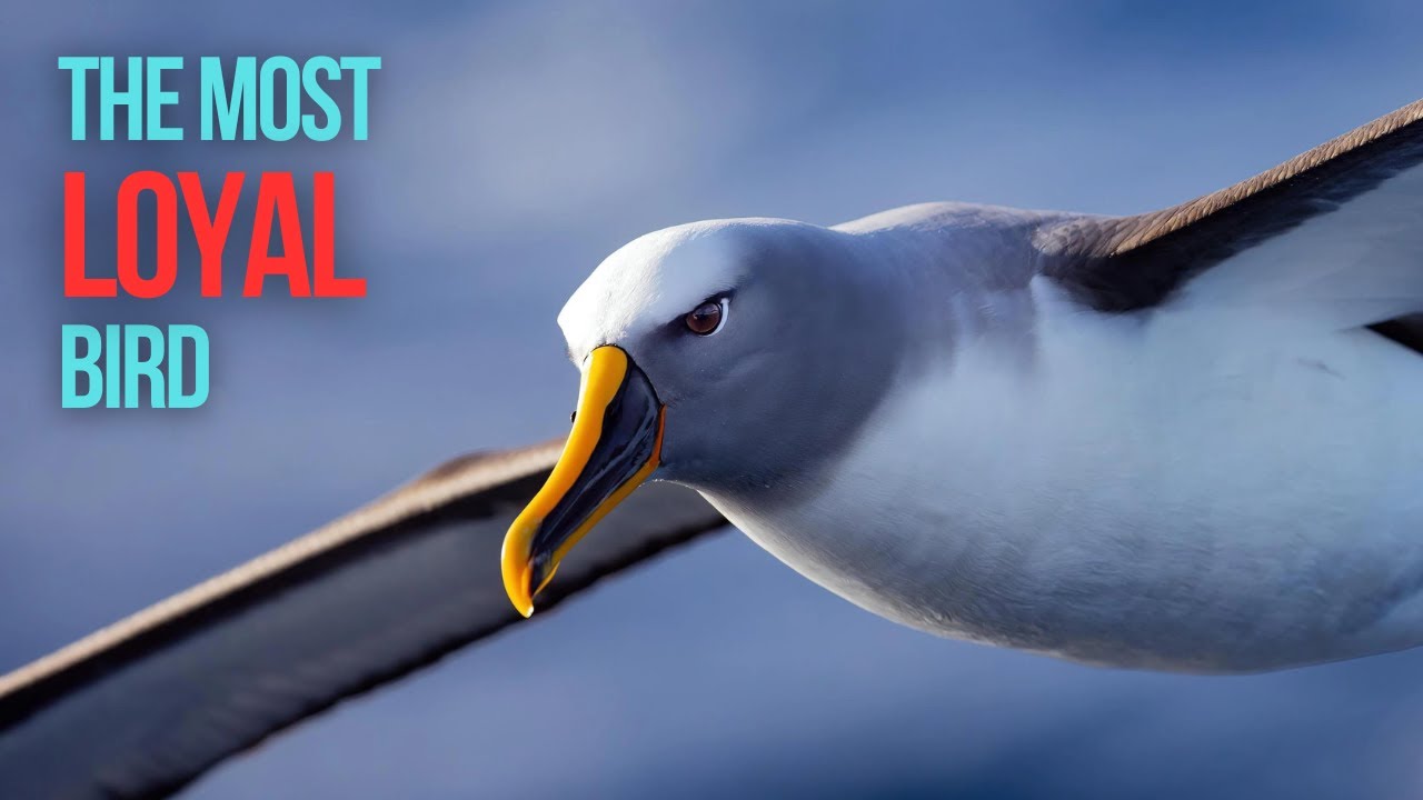 Buller's Albatross: I will only love her in my life| Planet Earth II CLIP |