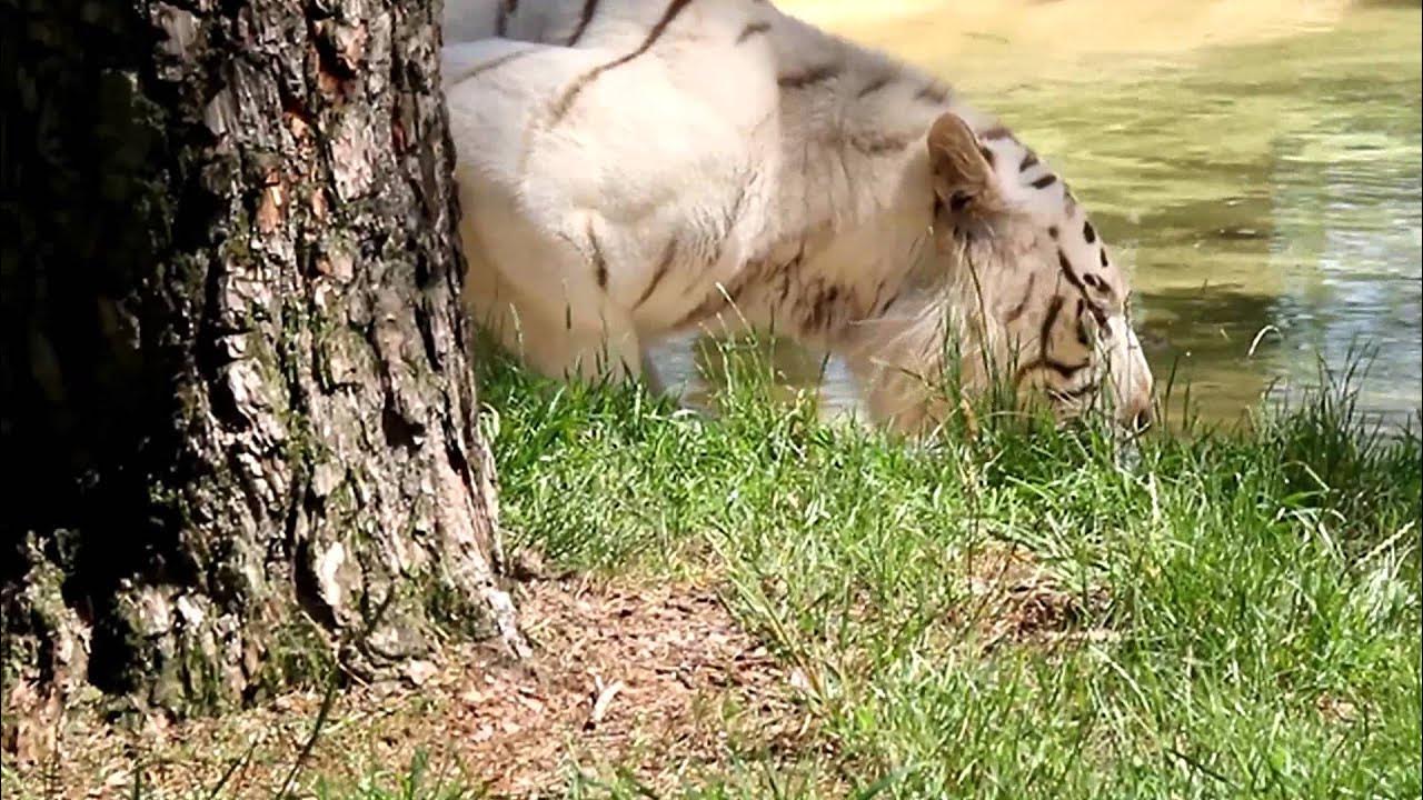 safari park stukenbrock unfall tiger