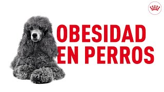 Obesidad en perros: hábitos saludables para evitarla | Royal Canin