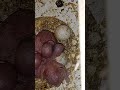 Baby parakeet close up