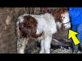Rescue Pony Clinging To Life Undergoes Transformation That Stuns Owners
