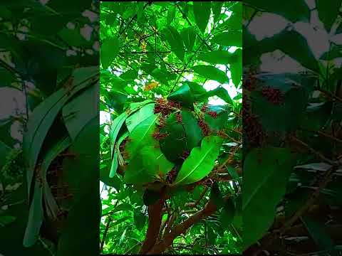A KINGDOM 🐜🐜🐜🐜Travel & Events | BlissfulMomentsWithUs | #viral | #Short #nature