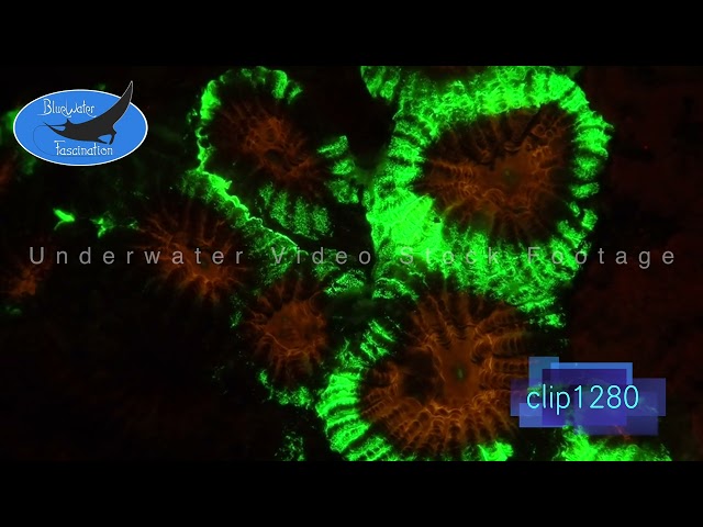 1280_Fluorescent green and red coral at night. 4K Underwater Royalty Free Stock Footage