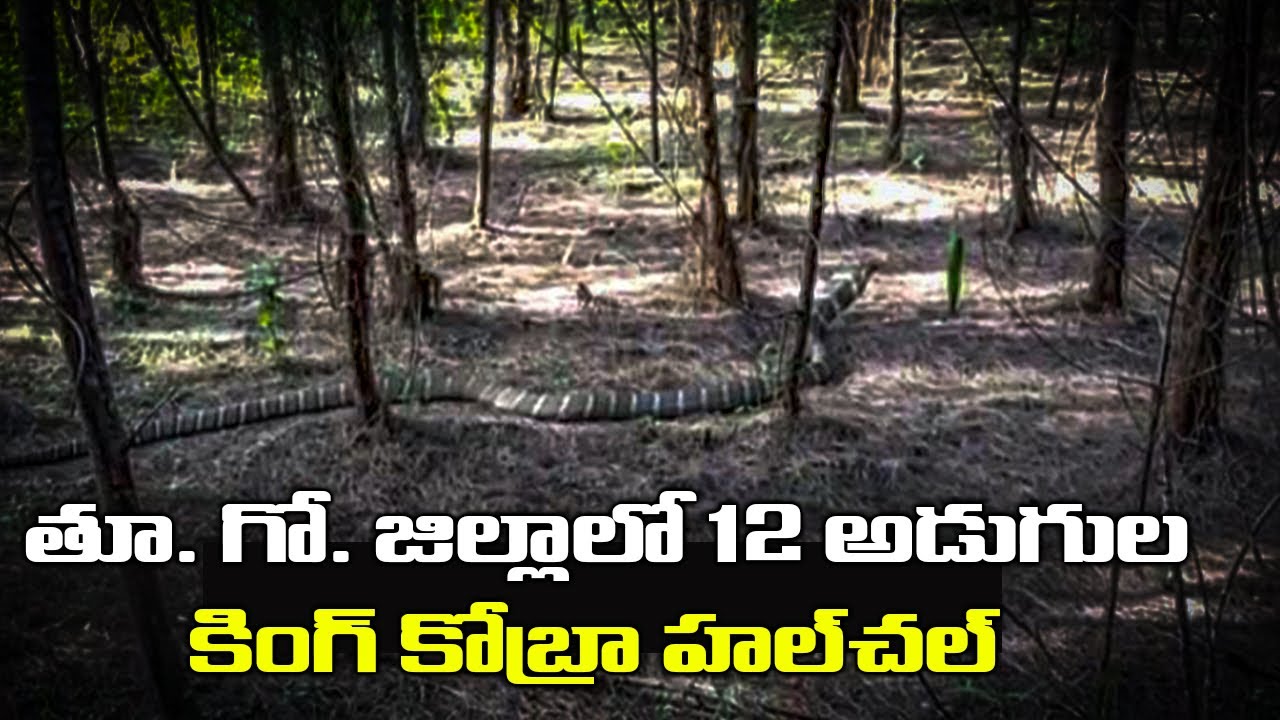 King Cobra Spotted In East Godavari | MEGA TV HD